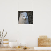 Arktische Portraits Poster (Küche)