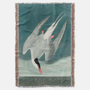 Arktische Seeschwalbe Audubon Vogel Wildlife-Maler Decke