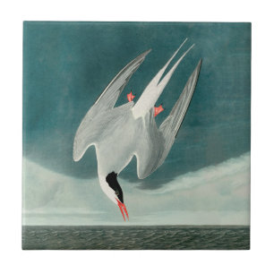 Arktische Seeschwalbe Audubon Vogel Wildlife-Maler Fliese