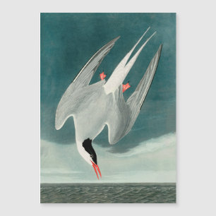 Arktische Seeschwalbe Audubon Vogel Wildlife-Maler Magnetkarte