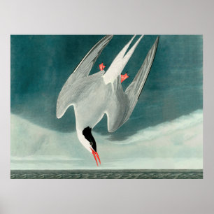 Arktische Seeschwalbe Audubon Vogel Wildlife-Maler Poster