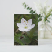 Arktische Starflower, Insel Unalaska Postkarte (Stehend Vorderseite)