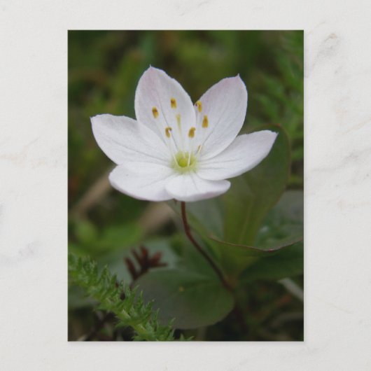 Arktische Starflower, Insel Unalaska Postkarte (Vorderseite)