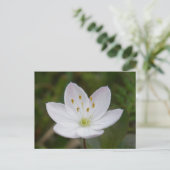 Arktische Starflower, Trientalis europaea Postkarte (Stehend Vorderseite)