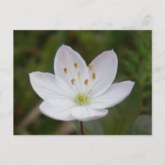Arktische Starflower, Trientalis europaea Postkarte (Vorderseite)