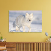 Arktischer Fox, Alaska Leinwanddruck (Insitu (Wohnzimmer))