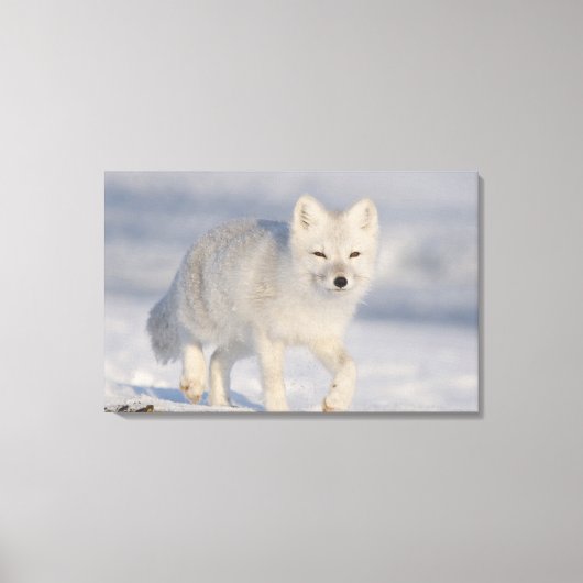 Arktischer Fox, Alaska Leinwanddruck (Vorderseite)