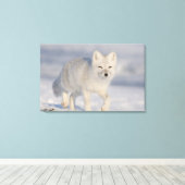 Arktischer Fox, Alaska Leinwanddruck (Insitu (Holzboden))