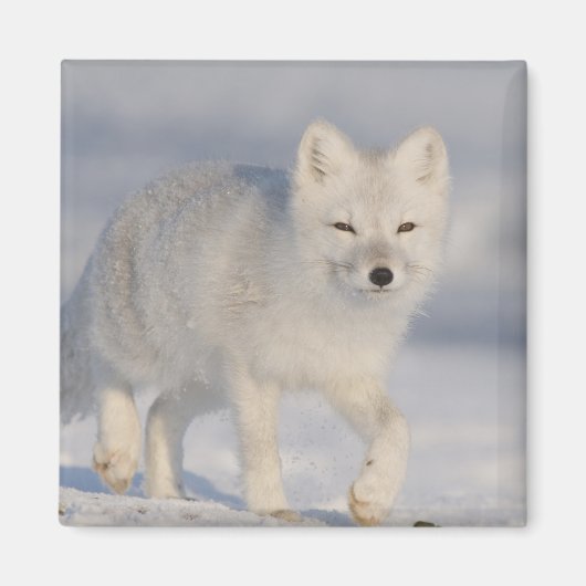 Arktischer Fox, Alaska Magnet (Vorne)