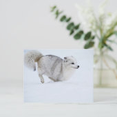 Arktischer Fox auf dem Laufenden Postkarte (Stehend Vorderseite)