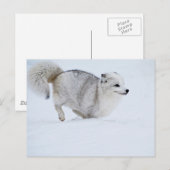 Arktischer Fox auf dem Laufenden Postkarte (Vorne/Hinten)