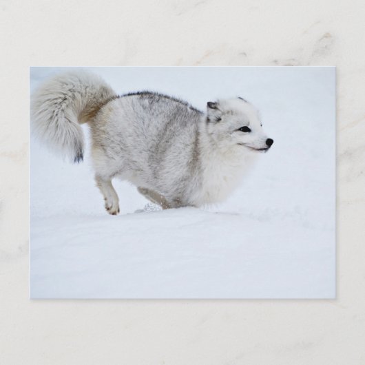 Arktischer Fox auf dem Laufenden Postkarte (Vorderseite)