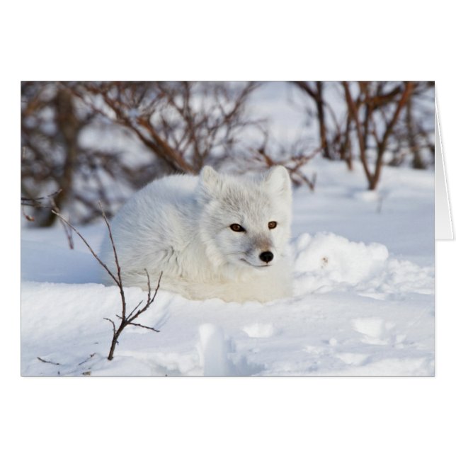 Arktischer Fox im Winter (Vorderseite (Horizontal))