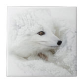 Arktischer Fox im Winter aufgerollt Fliese (Vorderseite)