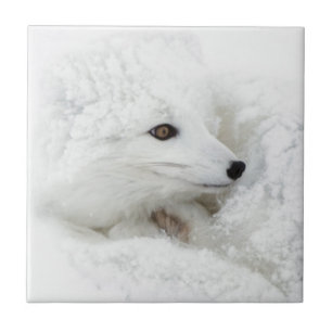 Arktischer Fox im Winter aufgerollt Fliese