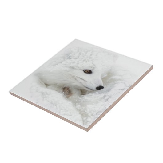 Arktischer Fox im Winter aufgerollt Fliese (Seite)