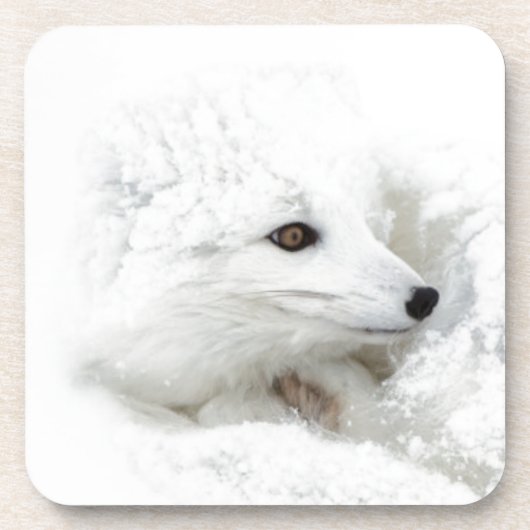 Arktischer Fox im Winter aufgerollt Getränkeuntersetzer (Vorderseite)
