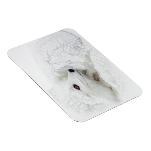 Arktischer Fox im Winter aufgerollt Magnet (Rechte Seite)