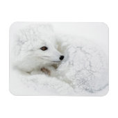 Arktischer Fox im Winter aufgerollt Magnet (Horizontal)