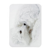 Arktischer Fox im Winter aufgerollt Magnet (Vertikal)