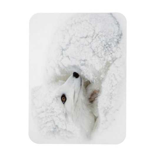 Arktischer Fox im Winter aufgerollt Magnet (Vertikal)