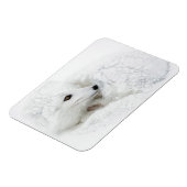 Arktischer Fox im Winter aufgerollt Magnet (Linke Seite)