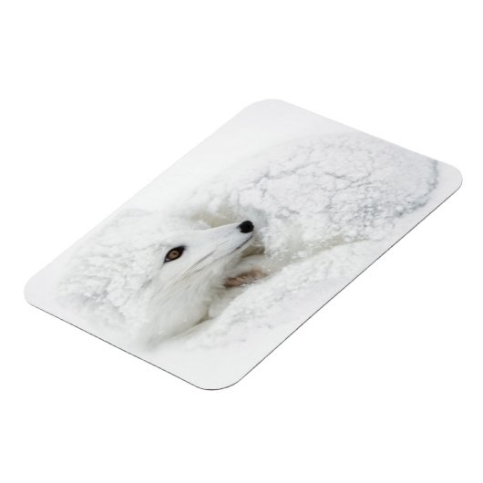 Arktischer Fox im Winter aufgerollt Magnet (Linke Seite)