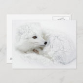 Arktischer Fox im Winter aufgerollt Postkarte (Vorne/Hinten)