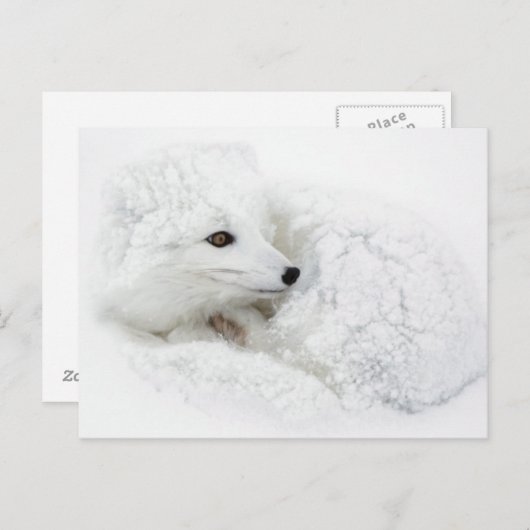 Arktischer Fox im Winter aufgerollt Postkarte (Vorne/Hinten)