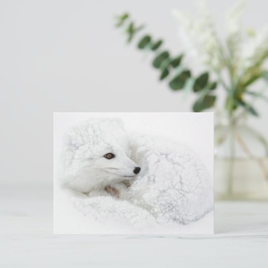 Arktischer Fox im Winter aufgerollt Postkarte (Stehend Vorderseite)