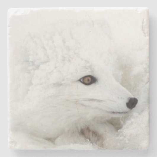 Arktischer Fox im Winter aufgerollt Steinuntersetzer (Vorderseite)