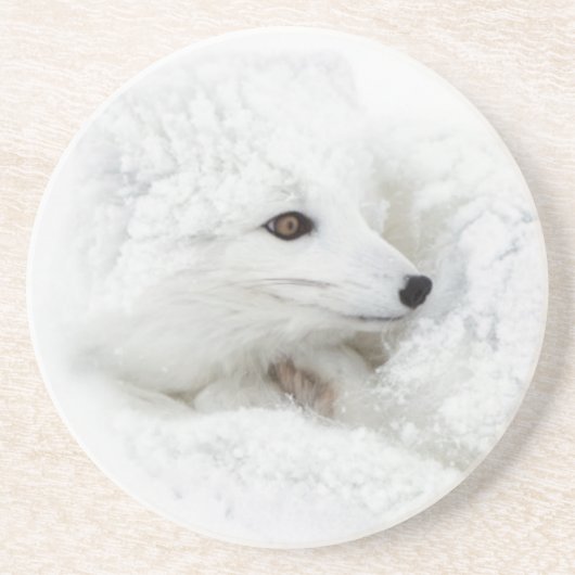 Arktischer Fox im Winter aufgerollt Untersetzer (Vorne)