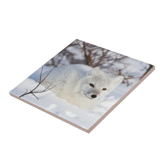 Arktischer Fox im Winter Fliese (Seite)
