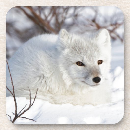 Arktischer Fox im Winter Getränkeuntersetzer (Vorderseite)