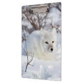 Arktischer Fox im Winter Klemmbrett (Links)