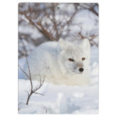 Arktischer Fox im Winter Klemmbrett (Rückseite)