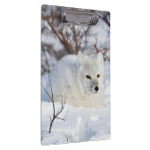Arktischer Fox im Winter Klemmbrett (Rechts)