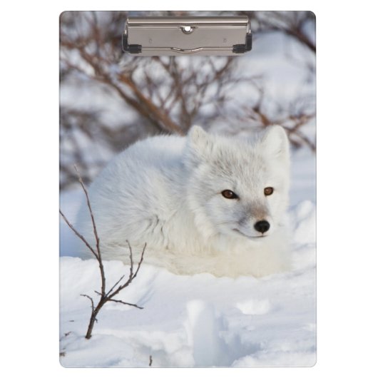 Arktischer Fox im Winter Klemmbrett (Vorderseite)