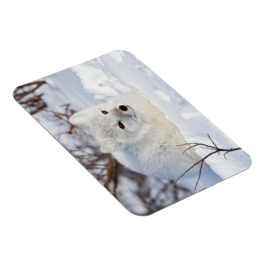 Arktischer Fox im Winter Magnet (Rechte Seite)