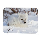 Arktischer Fox im Winter Magnet (Horizontal)