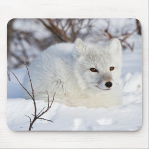 Arktischer Fox im Winter Mousepad