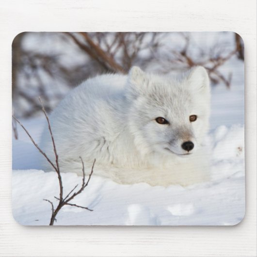 Arktischer Fox im Winter Mousepad (Vorne)