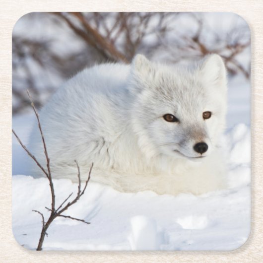 Arktischer Fox im Winter Rechteckiger Pappuntersetzer (Vorderseite)
