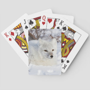 Arktischer Fox im Winter Spielkarten