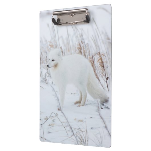 Arktischer Fox Klemmbrett (Links)
