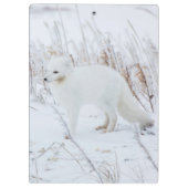 Arktischer Fox Klemmbrett (Rückseite)