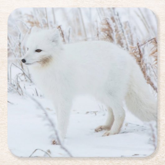 Arktischer Fox Rechteckiger Pappuntersetzer (Vorderseite)
