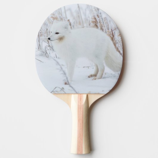 Arktischer Fox Tischtennis Schläger (Vorderseite)