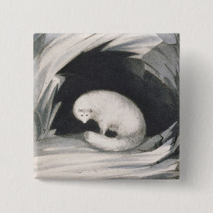 Arktischer Fox, 'von der Erzählung einer zweiten Button