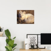 Arktischer Fuchs, Alopex lagopus, Fell, der von 2 Poster (Heimbüro)